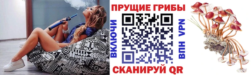 Галлюциногенные грибы Psilocybe  Купить  Далматово 